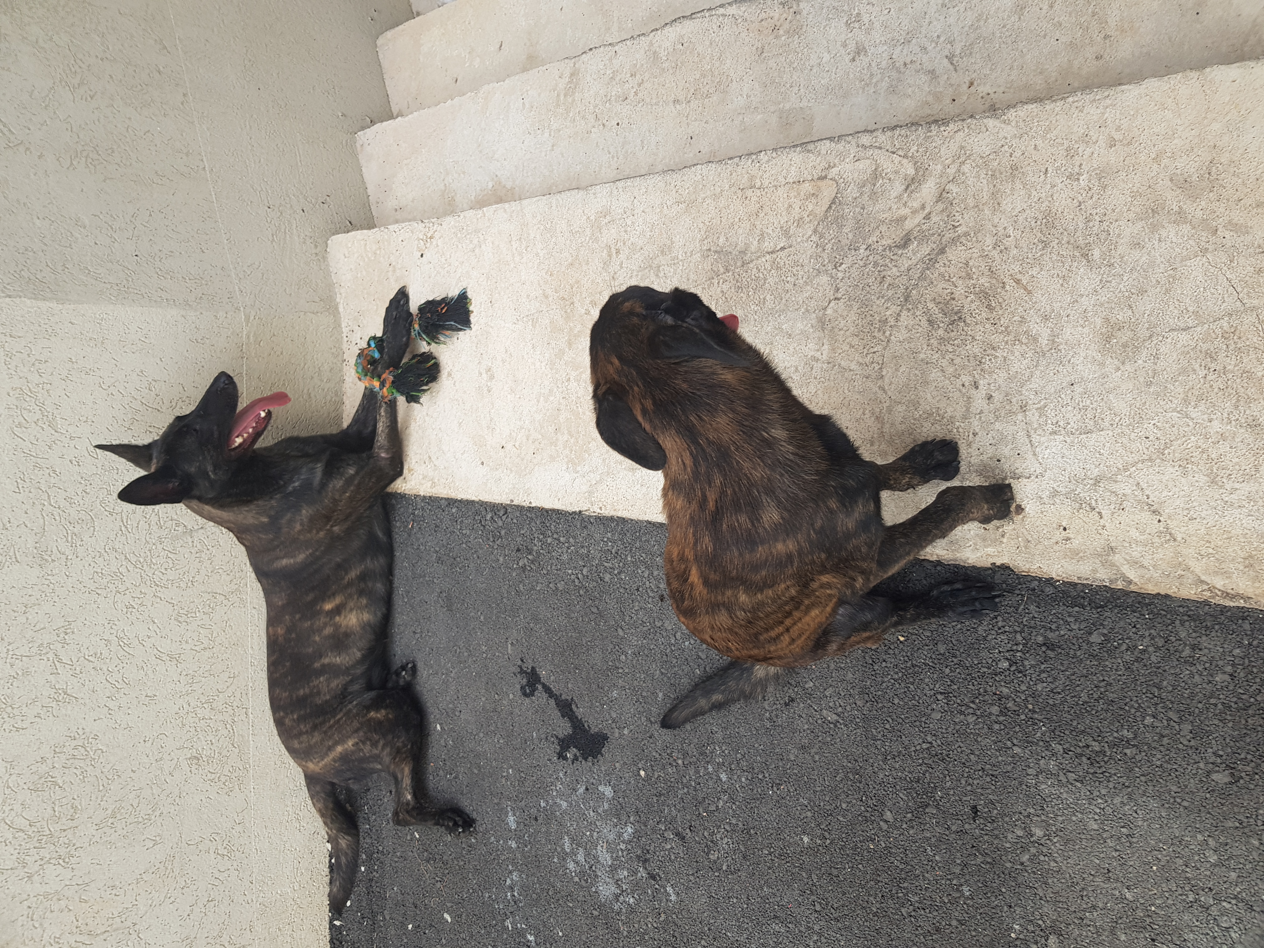 תמונה 3 ,כלבים רועה הולנדי   פרלה למכירה בכפר יאסיף