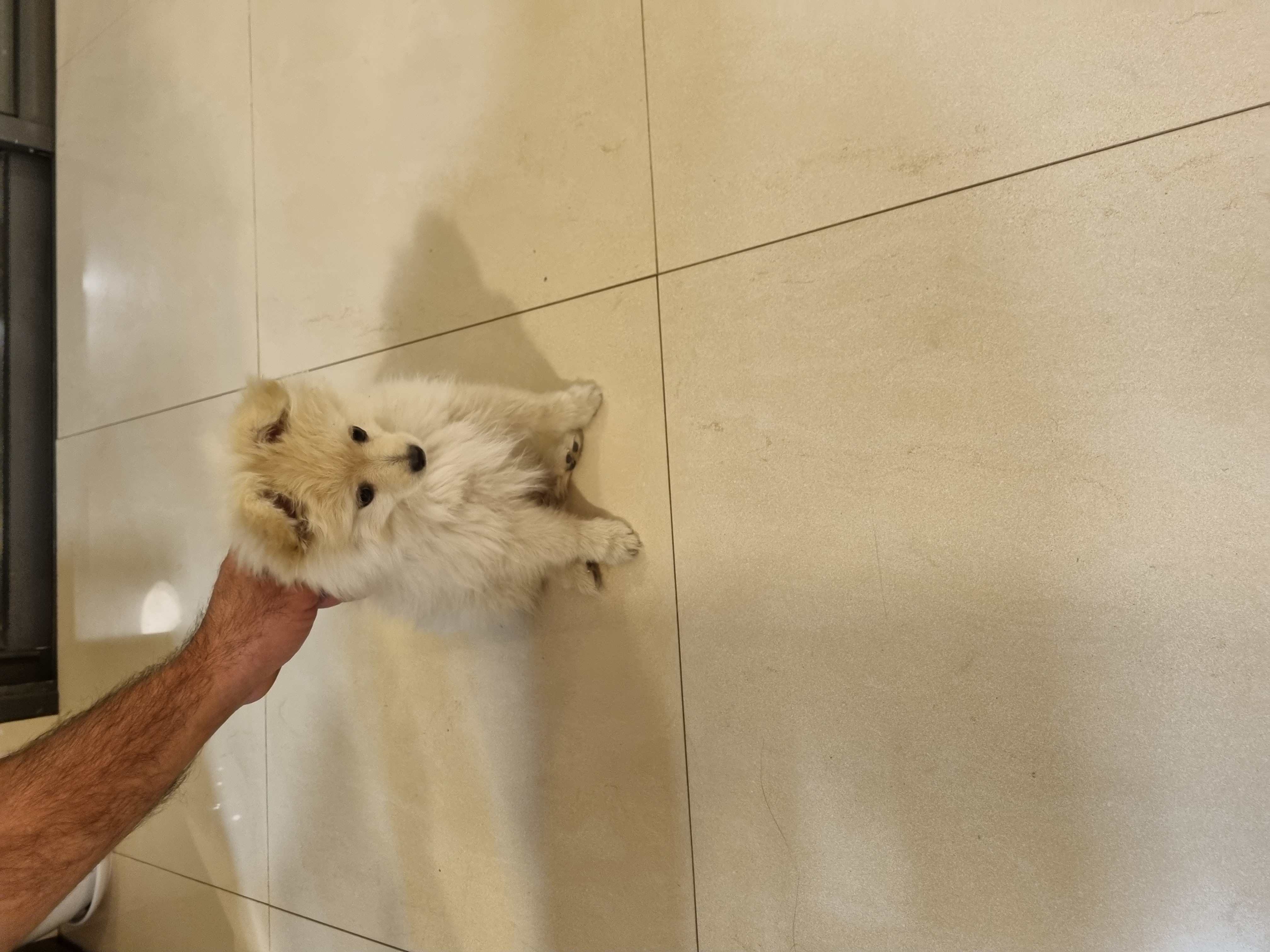 תמונה 2 ,כלבים פומרניאן   ג'וני למכירה באחיטוב