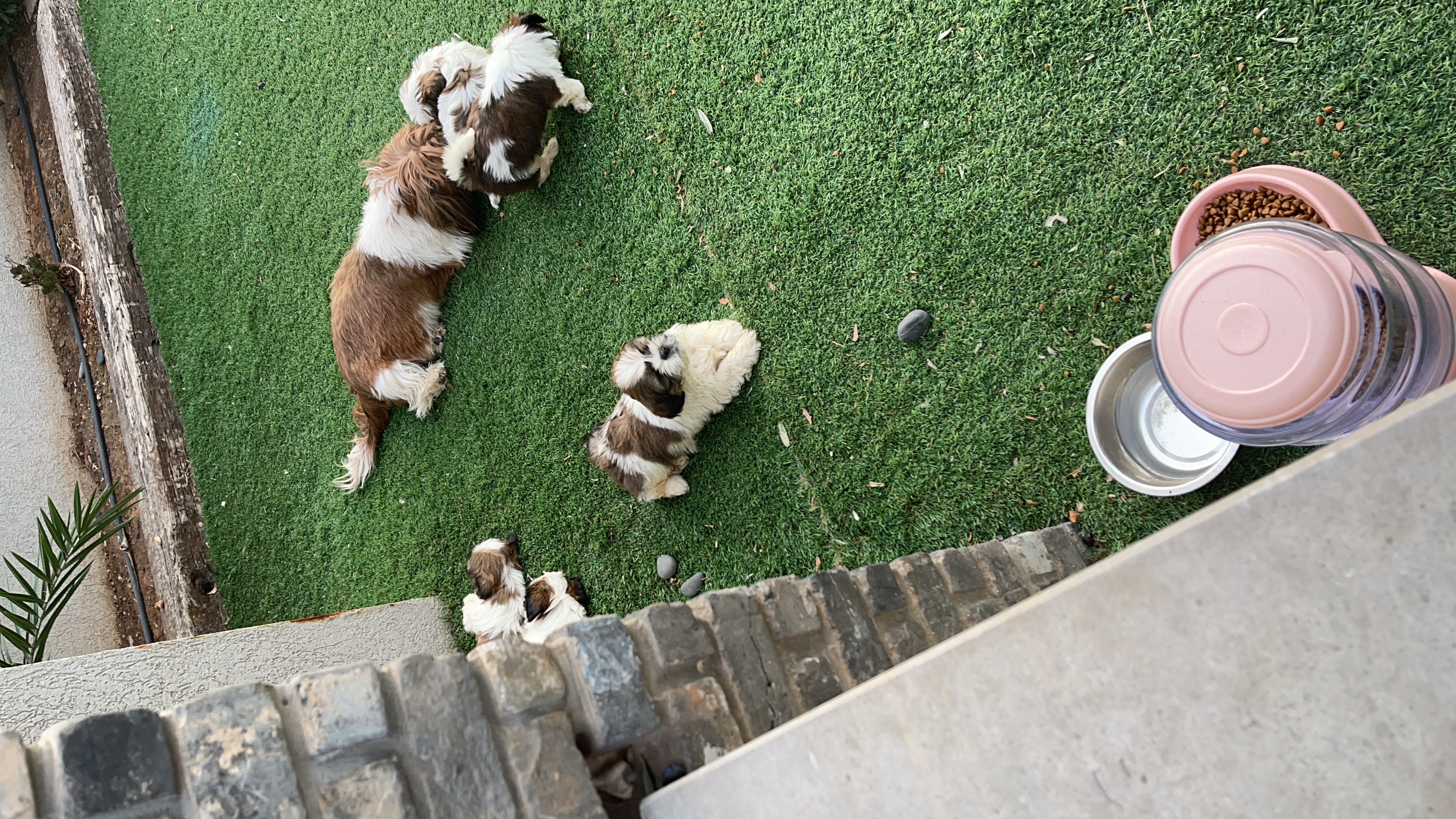 תמונה 2 ,כלבים שי צו   בילה, סאנדי… למכירה בירכא