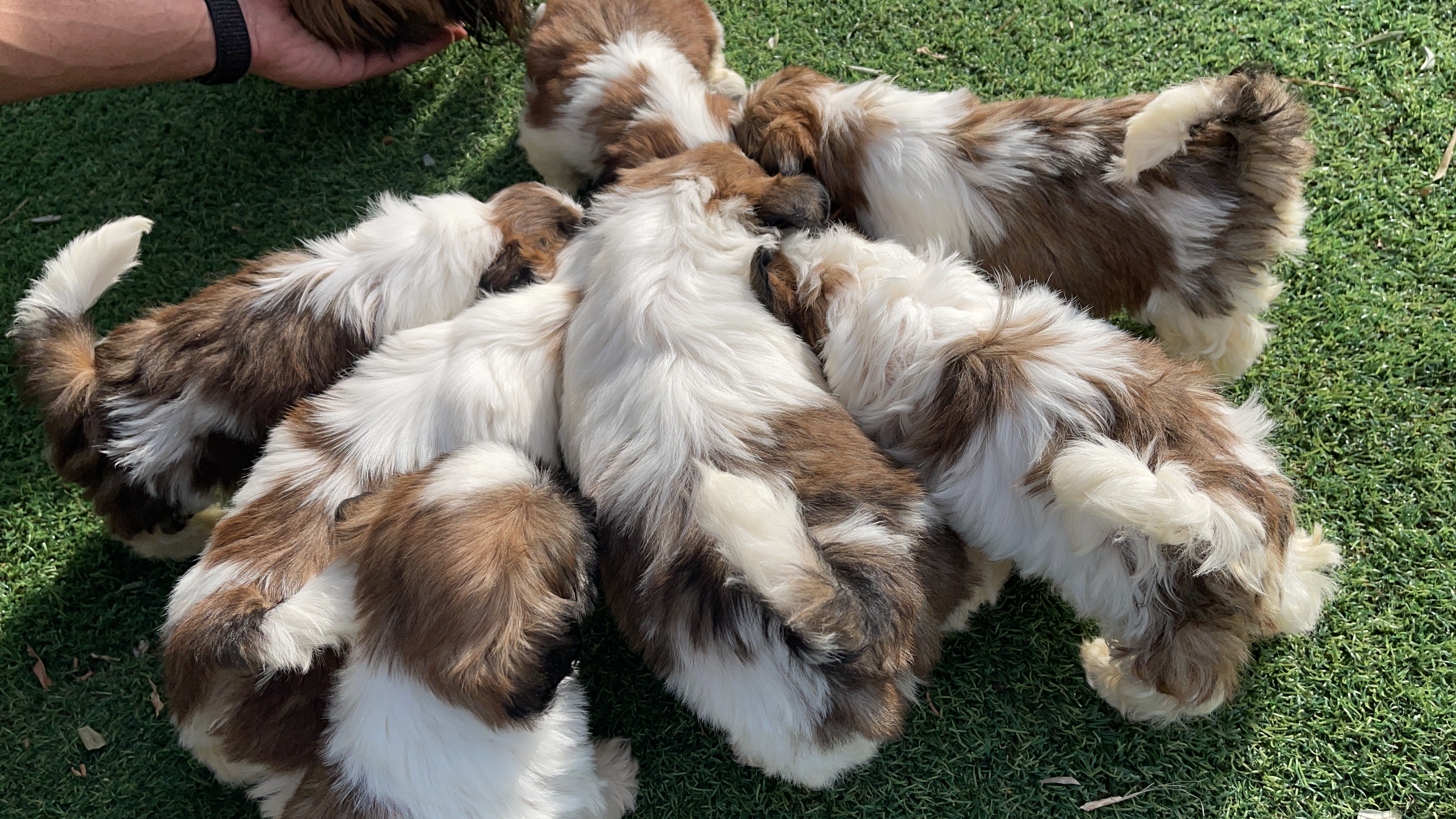 תמונה 4 ,כלבים שי צו   בילה, סאנדי… למכירה בירכא