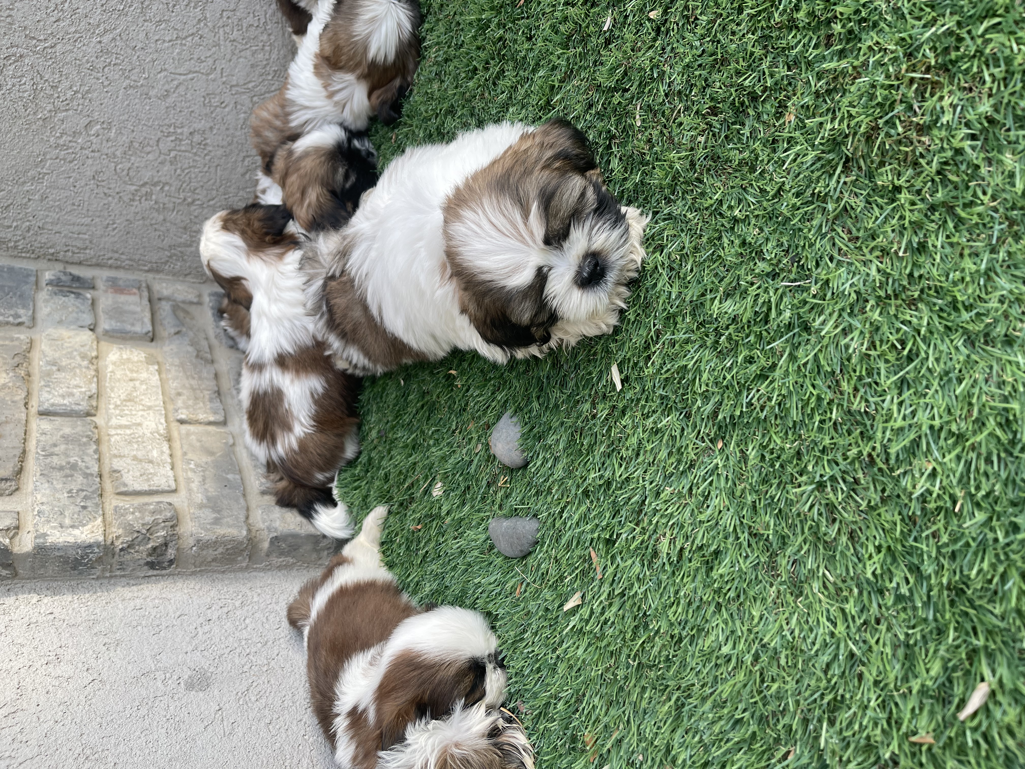 תמונה 7 ,כלבים שי צו   בילה, סאנדי… למכירה בירכא