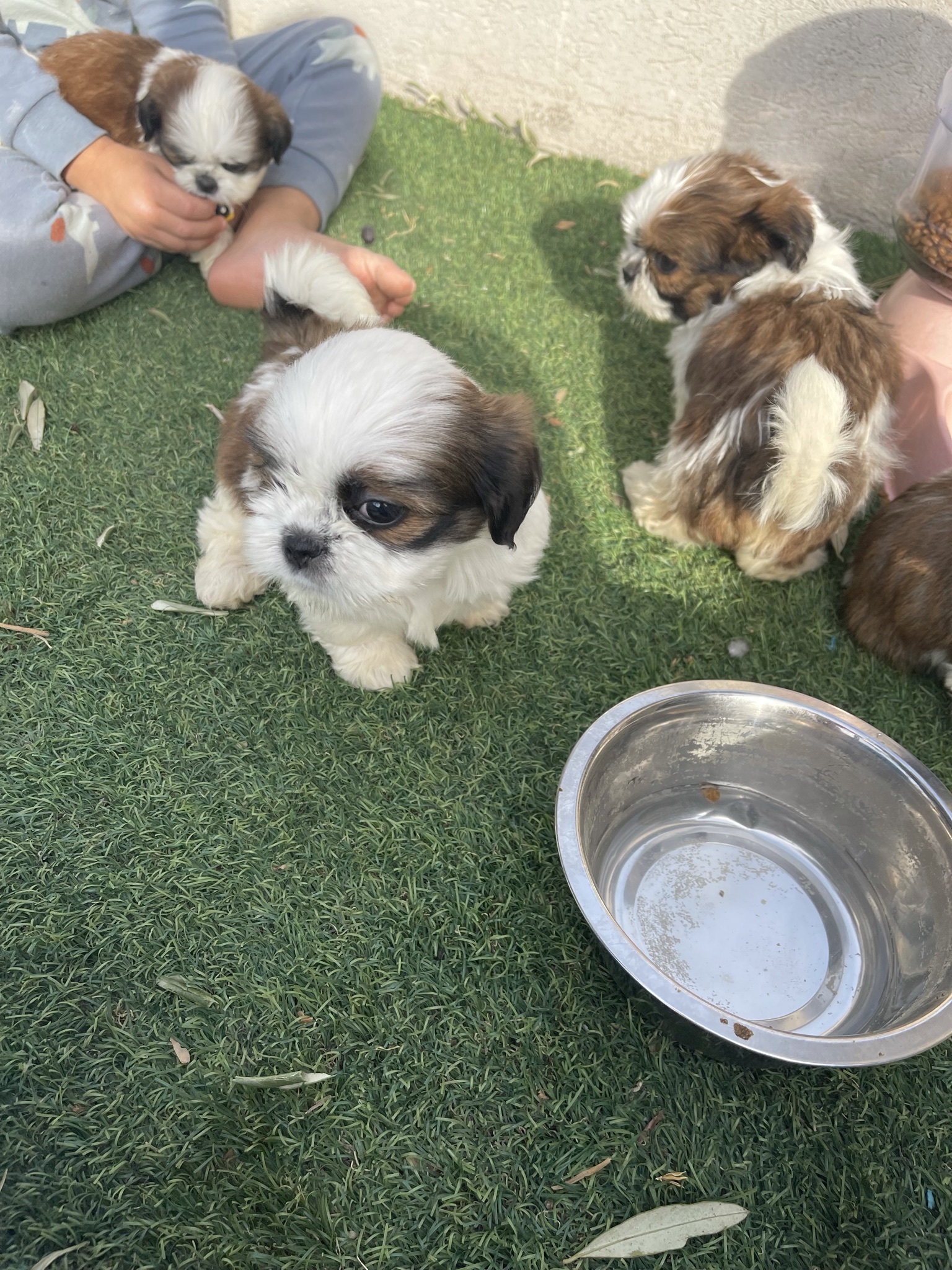 תמונה 8 ,כלבים שי צו   בילה, סאנדי… למכירה בירכא