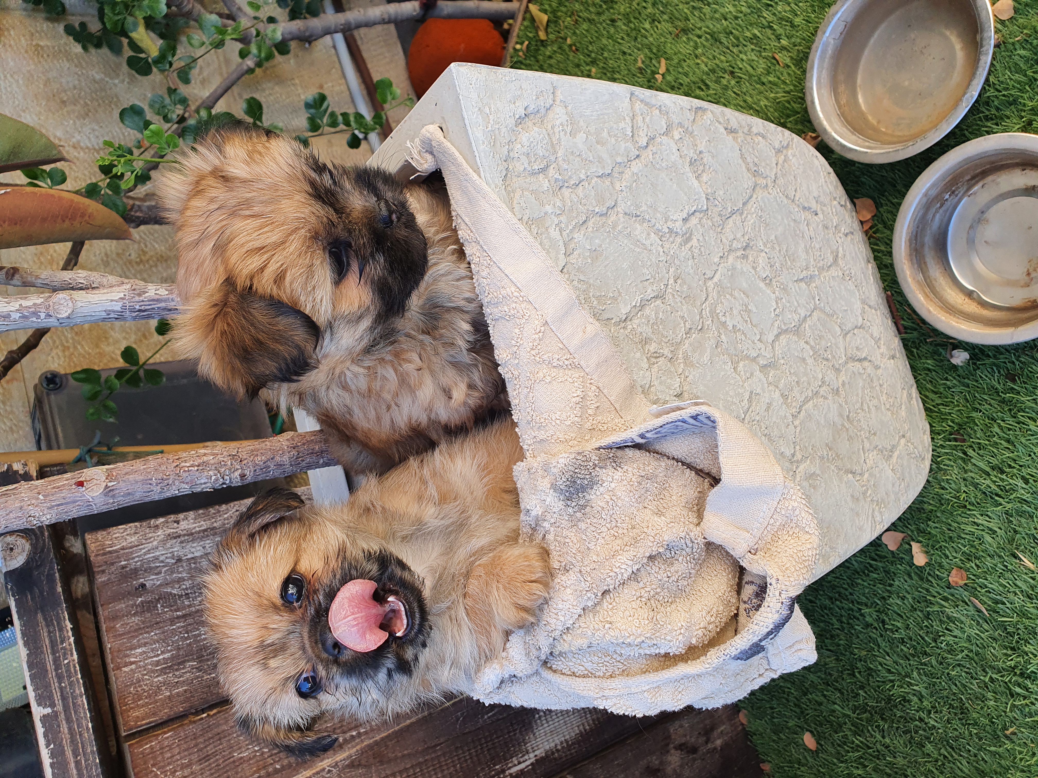 תמונה 3 ,כלבים פקינז   פקינז עם שילוב יוקטשר למכירה בגבעת זאב