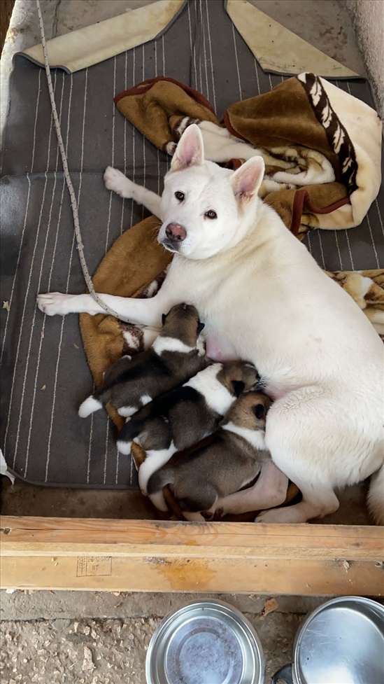 תמונה 3 ,כלבים אקיטה אמריקאי   פותשי  למכירה בבת חפר