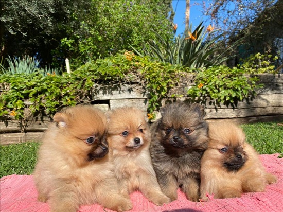 תמונה 2 ,כלבים פומרניאן   פומרניאן למכירה בהמעפיל