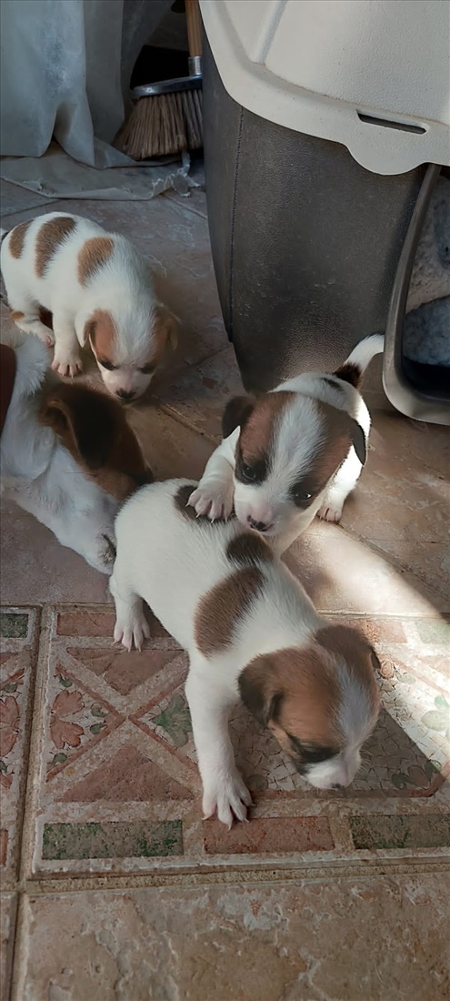 תמונה 3 ,כלבים גק ראסל טרייר   גק ראסל למכירה באילת