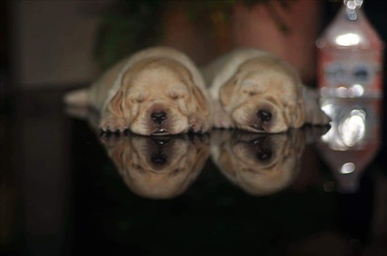 תמונה 7 ,כלבים לברדור רטריבר   . למכירה באשקלון