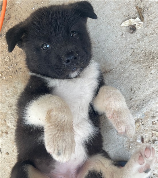 תמונה 1 ,כלבים אקיטה אמריקאי   פותשי  למכירה בבת חפר