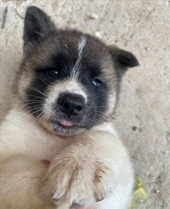 תמונה 2 ,כלבים אקיטה אמריקאי   פותשי  למכירה בבת חפר