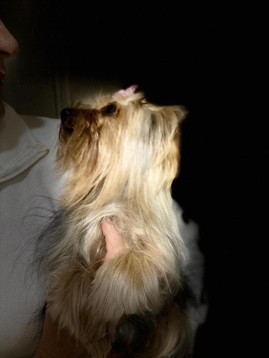 תמונה 1 ,כלבים יורקשייר טרייר   קלייד לשידוך ביוקנעם עילית