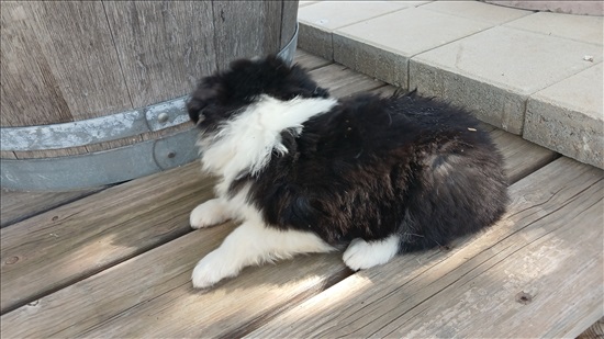תמונה 4 ,כלבים בורדר קולי   שחור לבן למכירה בעפולה