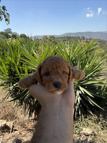 תמונה 8 ,כלבים קבפו    למכירה בקרית טבעון