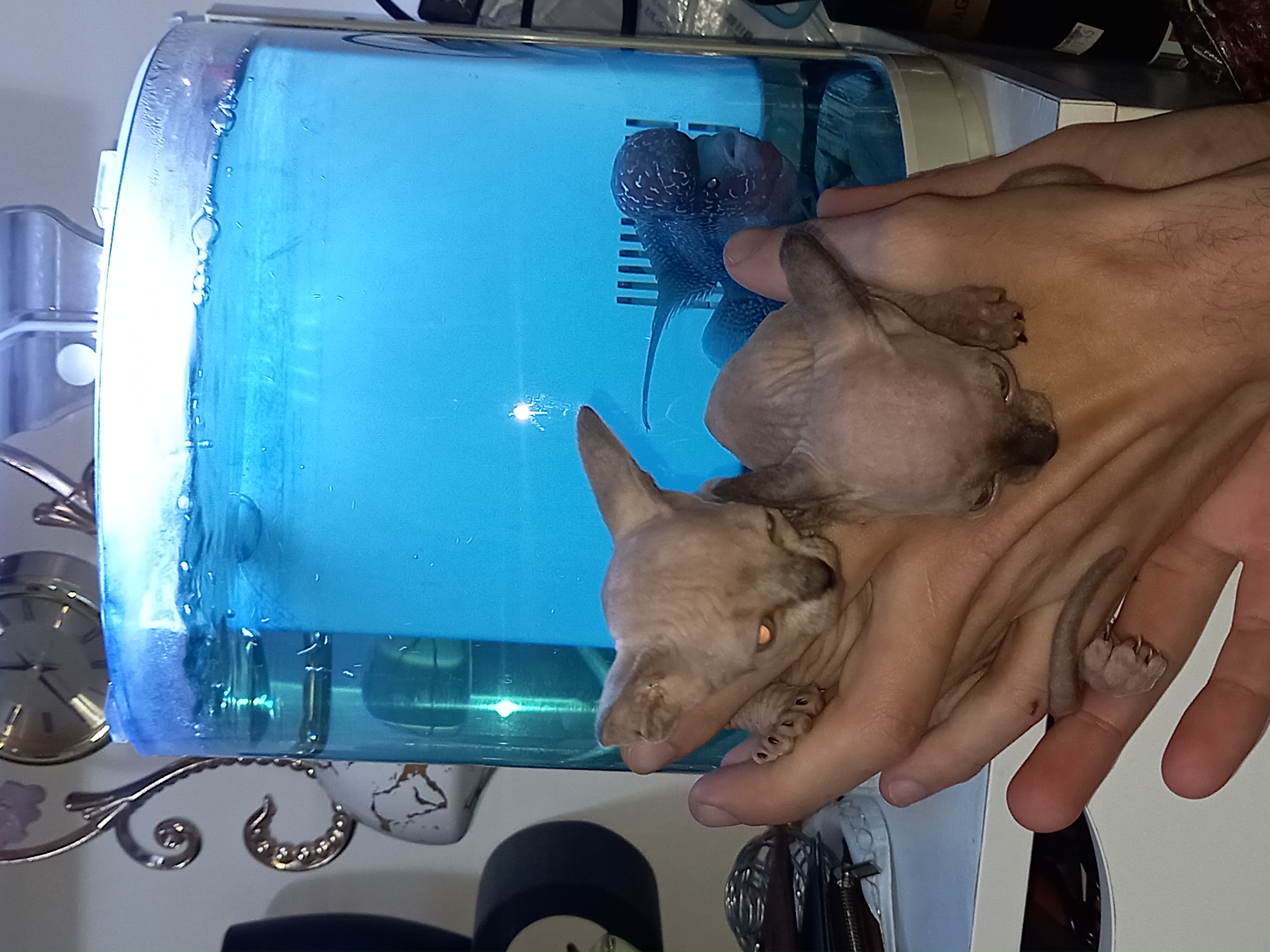 תמונה 1 ,חתולים ספינקס   תותי למכירה בנצרת עילית