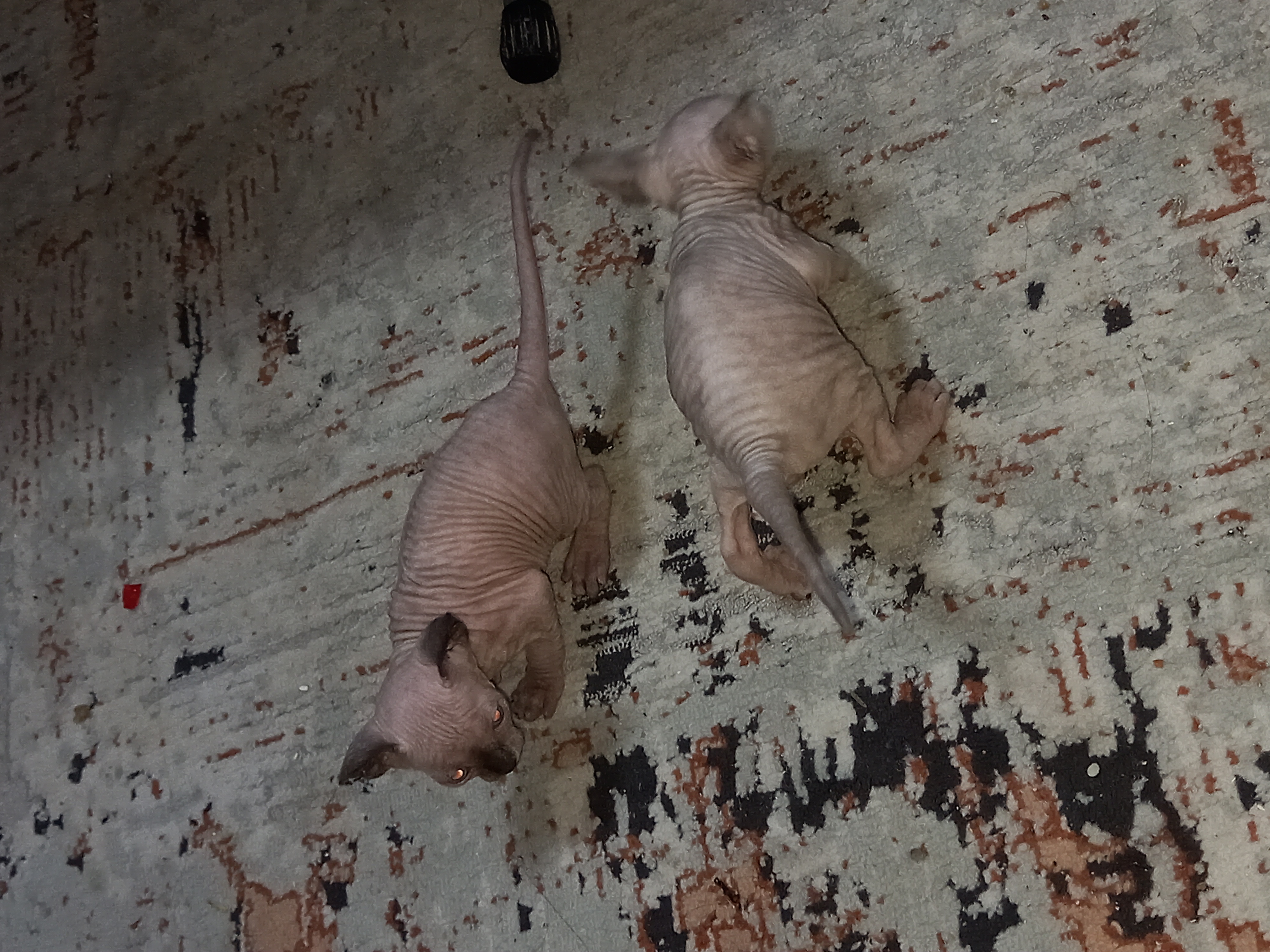תמונה 3 ,חתולים ספינקס   תותי למכירה בנצרת עילית