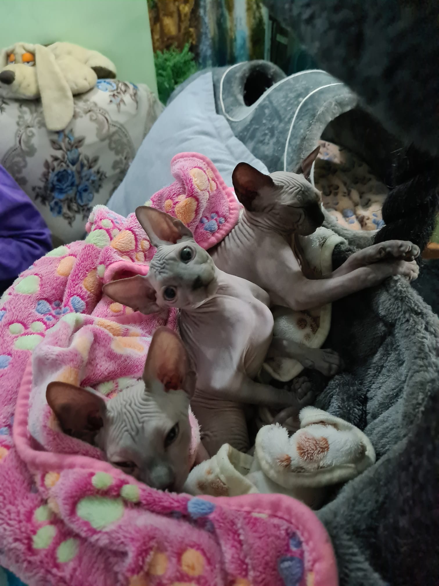 תמונה 2 ,חתולים ספינקס   גורי ספינקס קנדי למכירה בחיפה