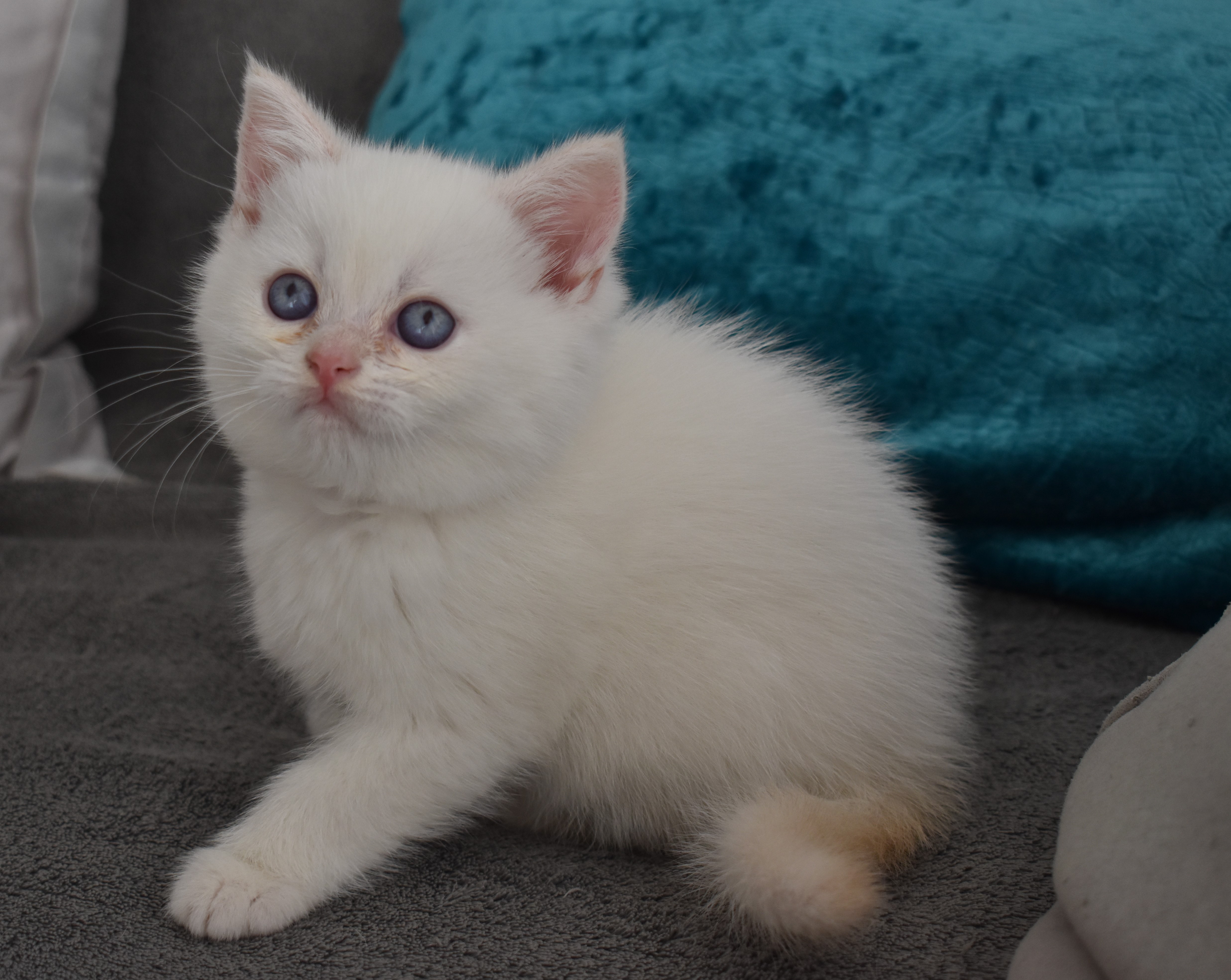 תמונה 4 ,חתולים בריטי קצר שיער   רונה למכירה בראשון לציון