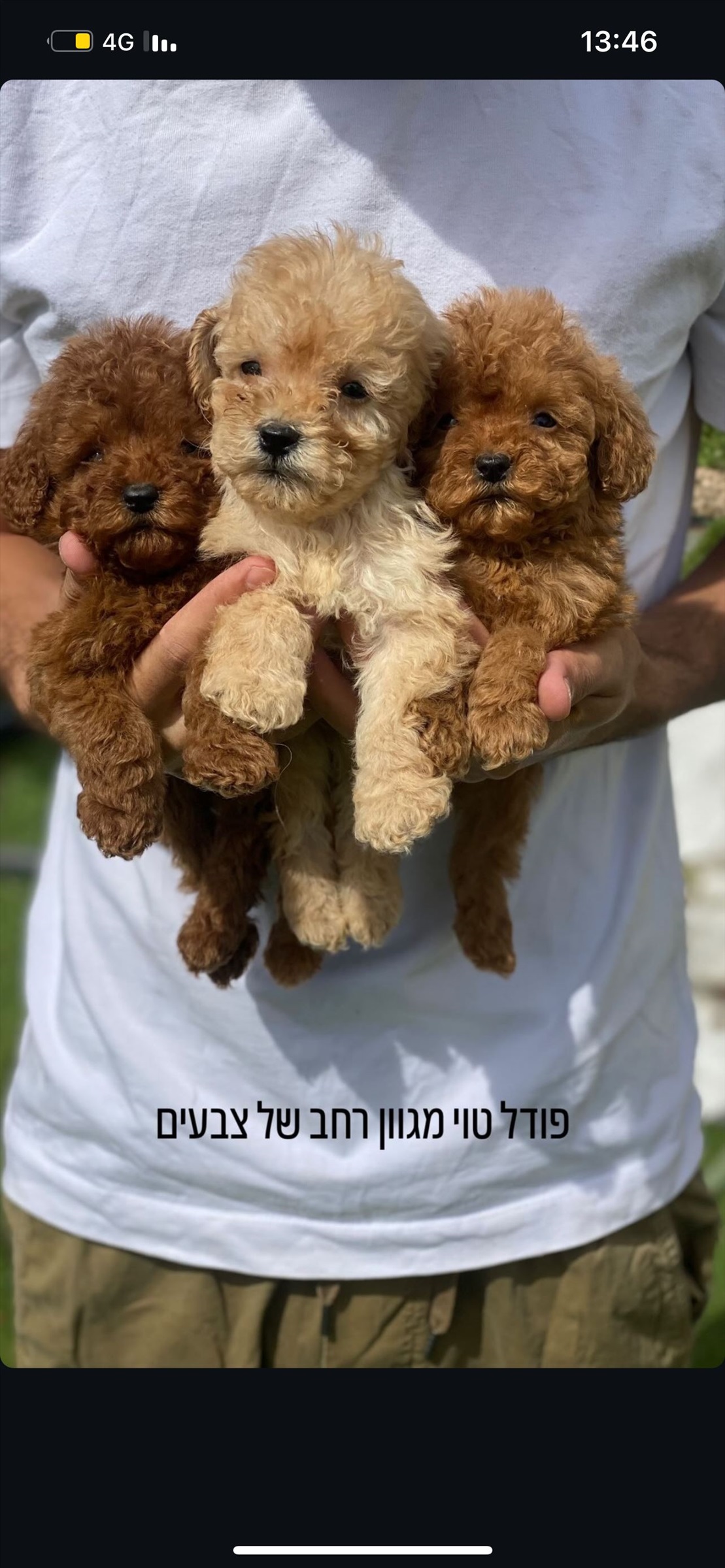 תמונה 1, כלבים | פודל טוי   למכירה בתל אביב