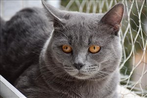 חתולים בריטי קצר שיער חיפה והקריות 