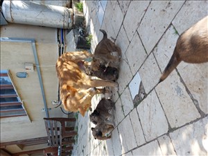 כלבים גולדן רטריבר ים המלח והבקעה 