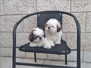 כלבים שי צו תל אביב והמרכז 