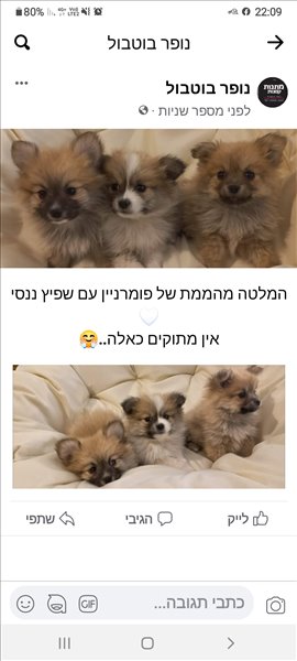 כלבים פומרניאן  
