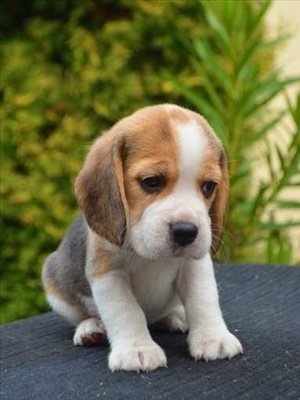 beagle 