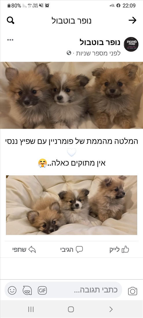 תמונה 1 ,כלבים פומרניאן   פומריינאן שפיץ מתוקים למכירה בגדרה