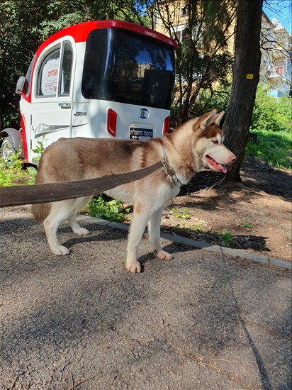 תמונה 2 ,כלבים האסקי סיביר   האסקי גזעיים ברמה גבוהה למכירה בחיפה 