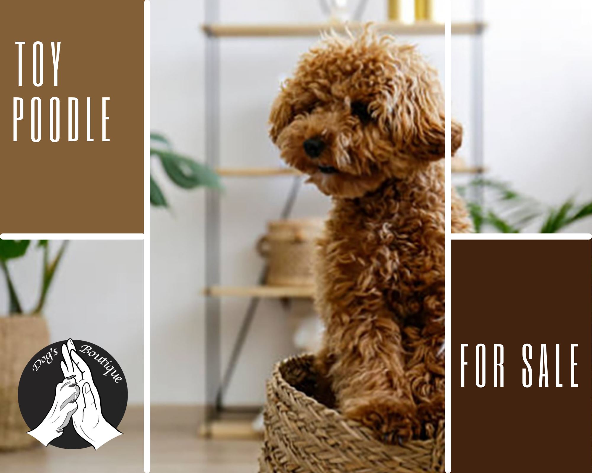 תמונה 1 ,כלבים פודל   Poodle Toy  למכירה בגן יבנה