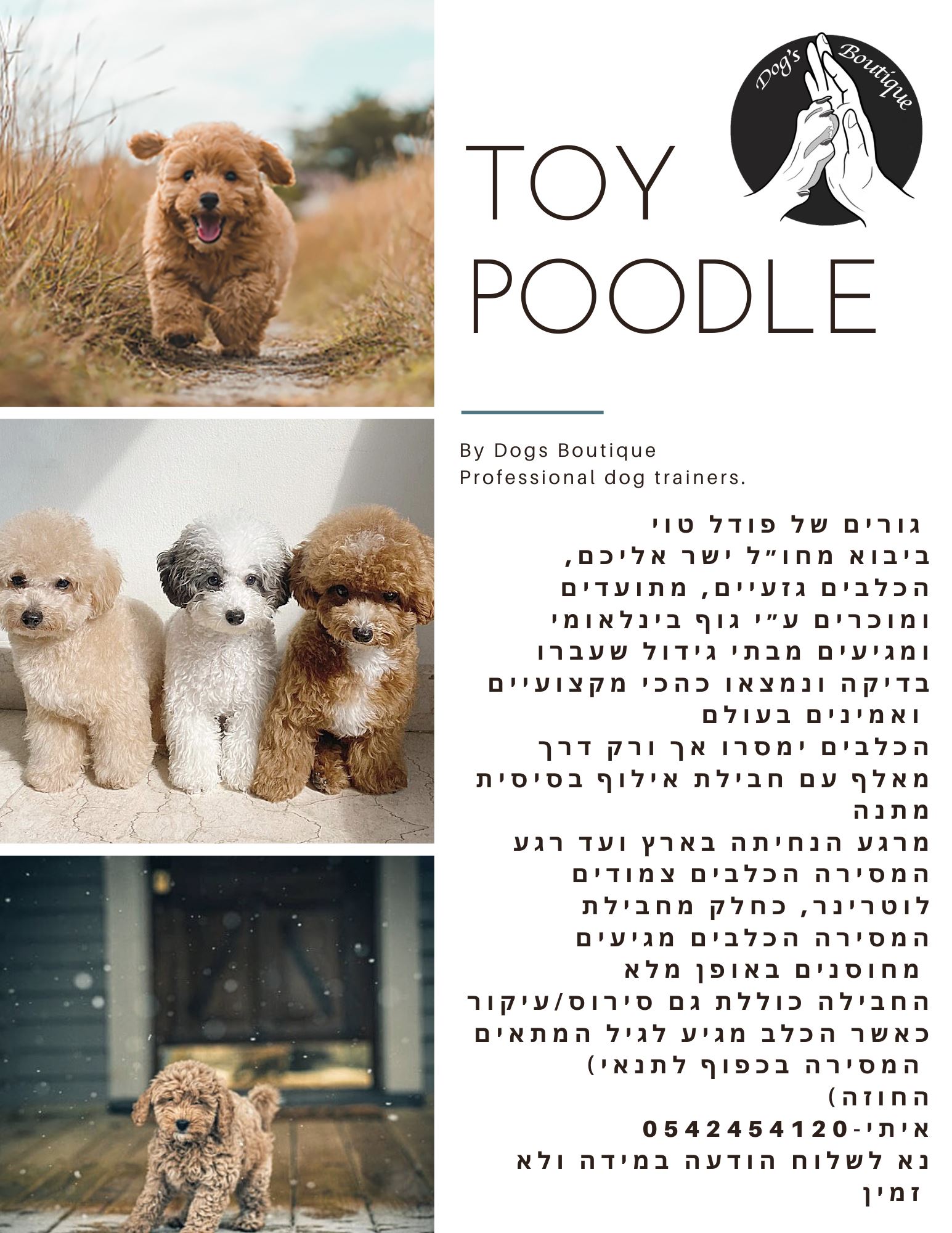 תמונה 2 ,כלבים פודל   Poodle Toy  למכירה בגן יבנה