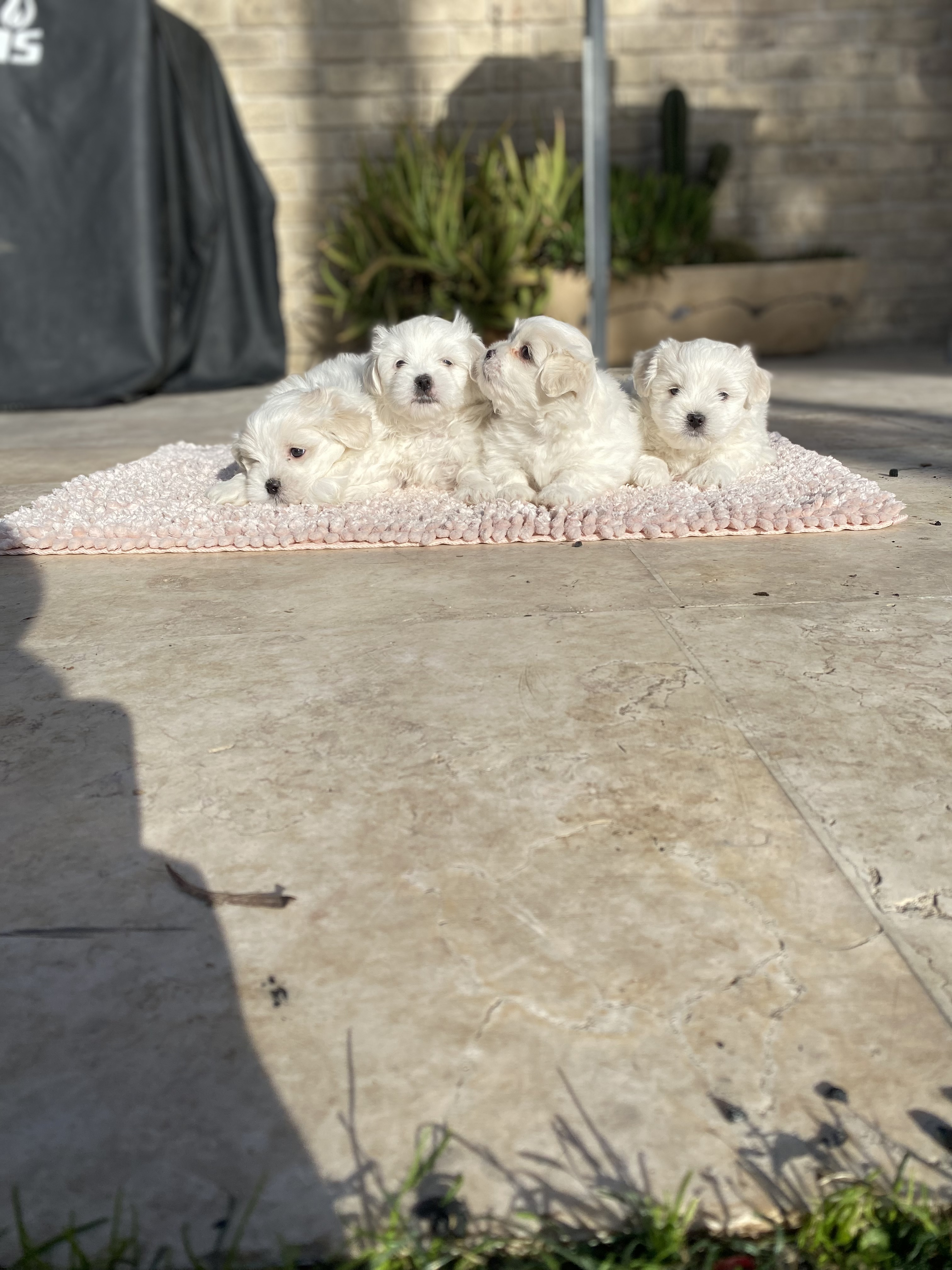 תמונה 5 ,כלבים מלטז   גורי מלטז  למכירה בשוהם