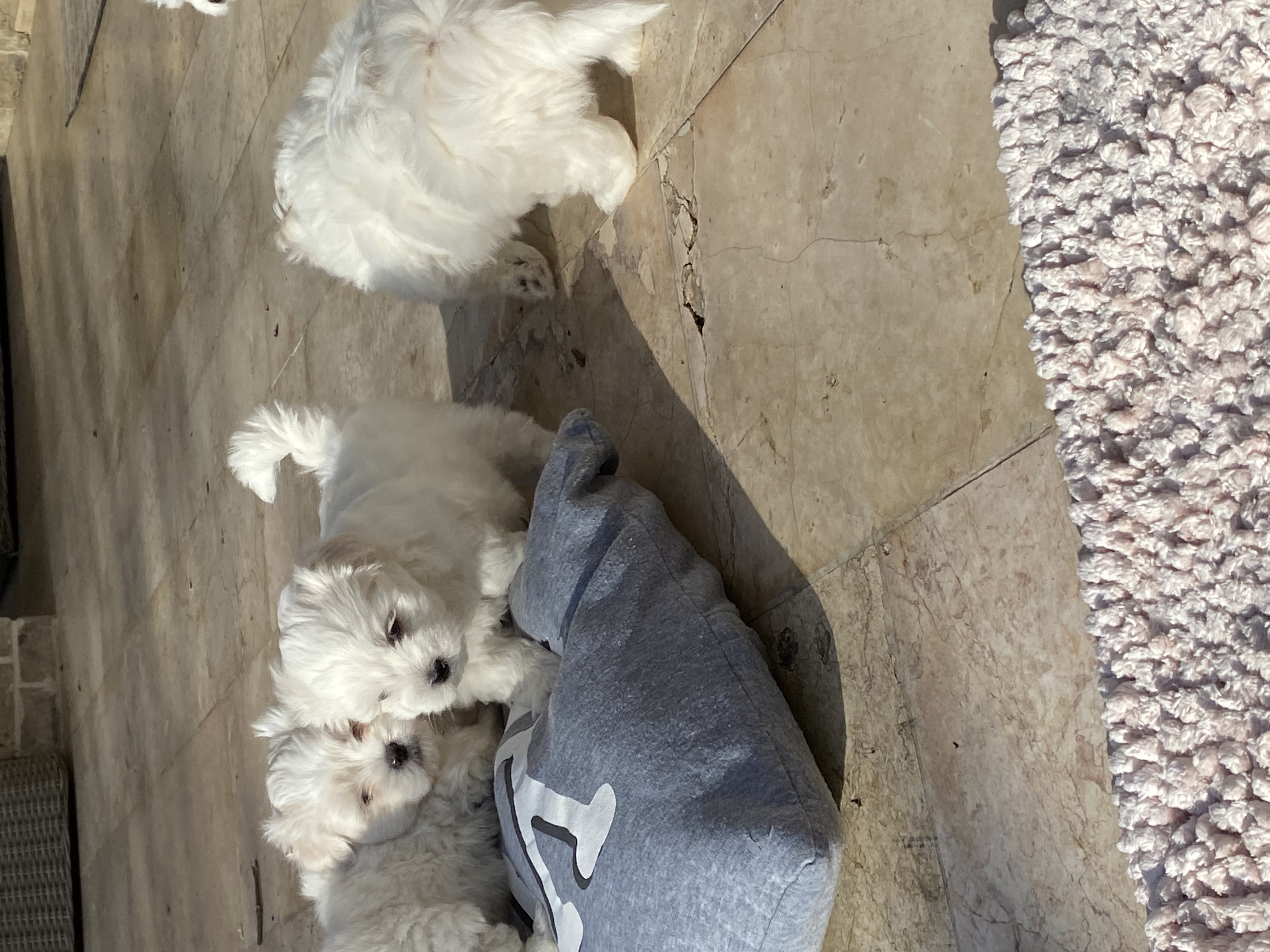 תמונה 6 ,כלבים מלטז   גורי מלטז  למכירה בשוהם
