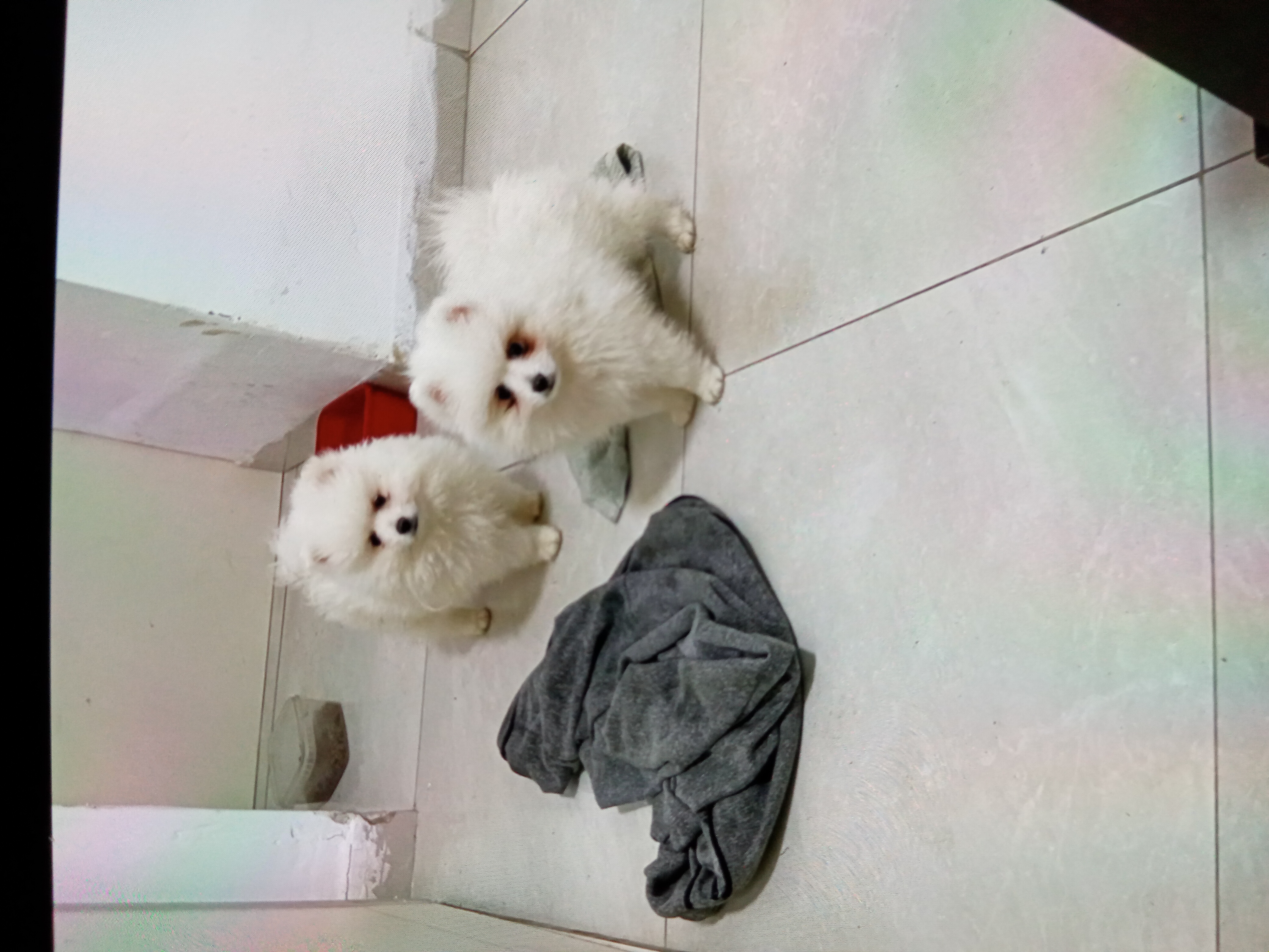 תמונה 6 ,כלבים פומרניאן   גורי פומרניאן למכירה למכירה בקרית ביאליק