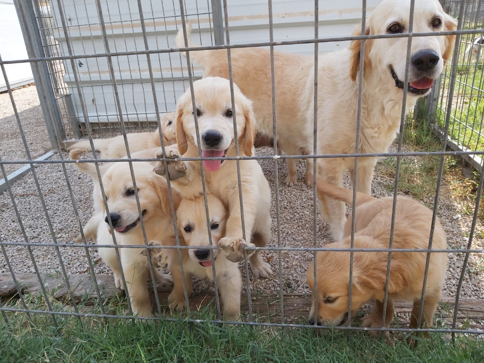 תמונה 3 ,כלבים גולדן רטריבר   ב למכירה בבאר טוביה