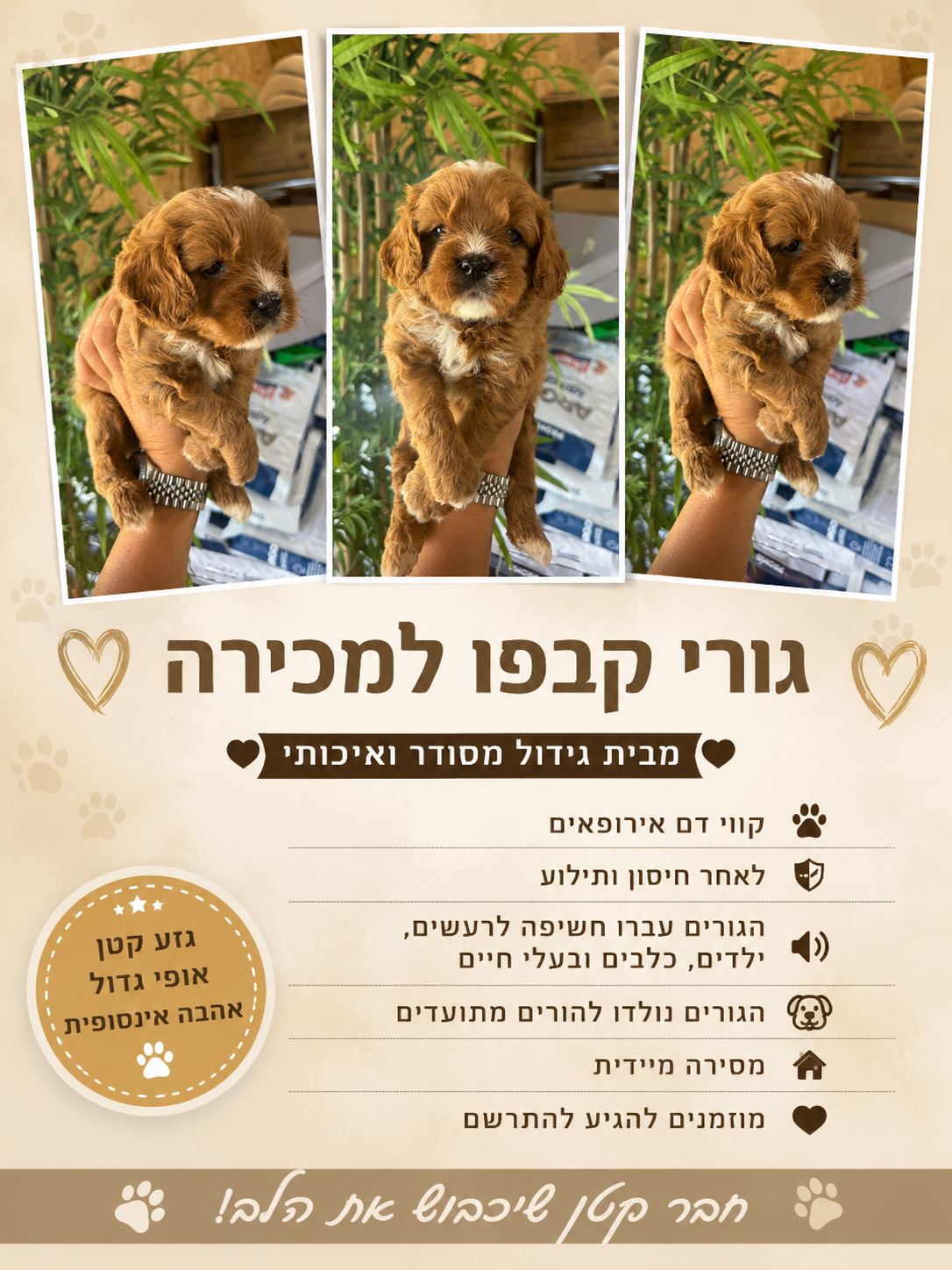 תמונה 4, כלבים | קבפו   | קבפו למכירה בהרצליה