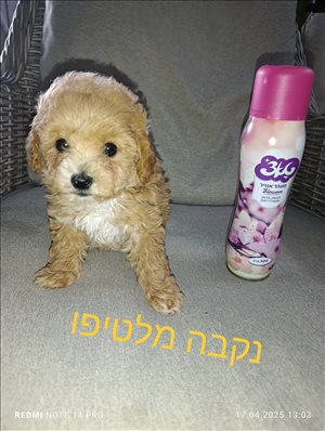 כלבים מלטיפו  