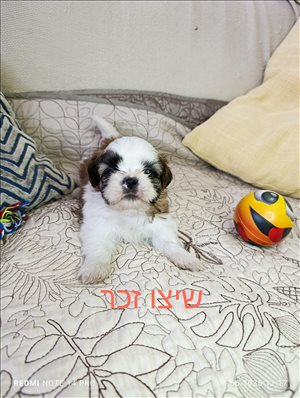 שיצו 
