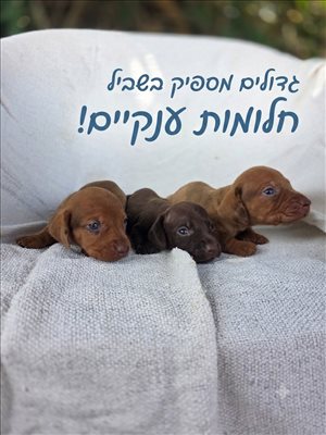 תחש 