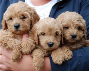 לברדודל 
