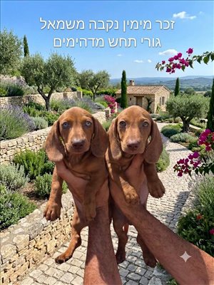 תחש ארנבי  