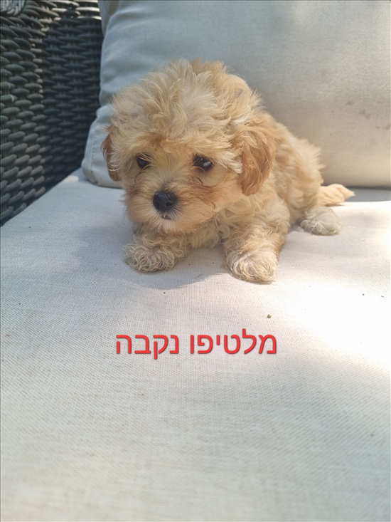 תמונה 2 ,כלבים מלטיפו
   מלטיפו מעלפים  למכירה באור יהודה