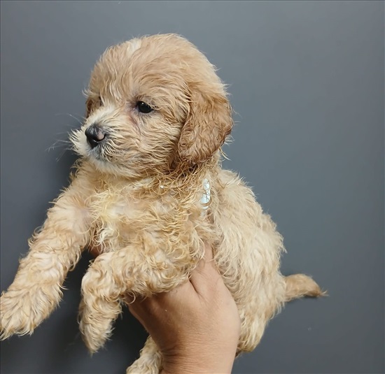 תמונה 1 ,כלבים מלטיפו   מלטיפו  למכירה באור יהודה