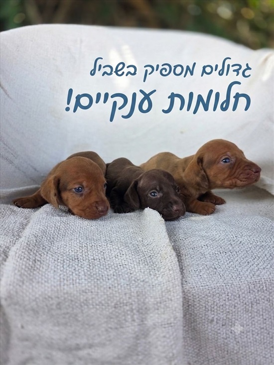 תמונה 1 ,כלבים תחש ארנבי   תחש למכירה באור יהודה