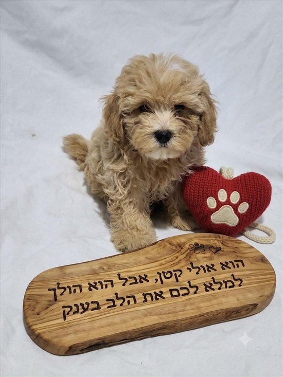 תמונה 1 ,כלבים מלטיפו   מלטיפו  למכירה באור יהודה