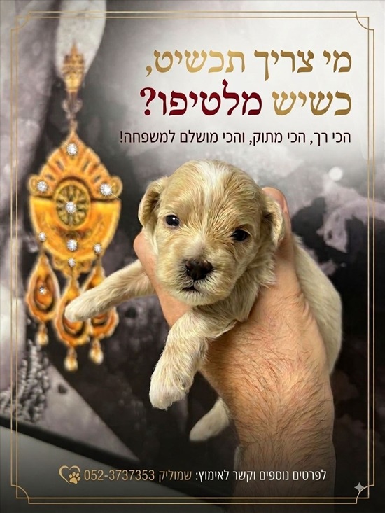 תמונה 5 ,כלבים מלטיפו   מלטיפו  למכירה באור יהודה