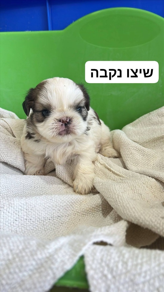 תמונה 3 ,כלבים שיצו   שיצו למכירה באור יהודה