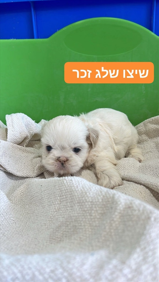 תמונה 4 ,כלבים שיצו   שיצו למכירה באור יהודה
