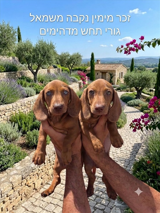 תמונה 1 ,כלבים תחש ארנבי   תחש ארנבי  למכירה באור יהודה