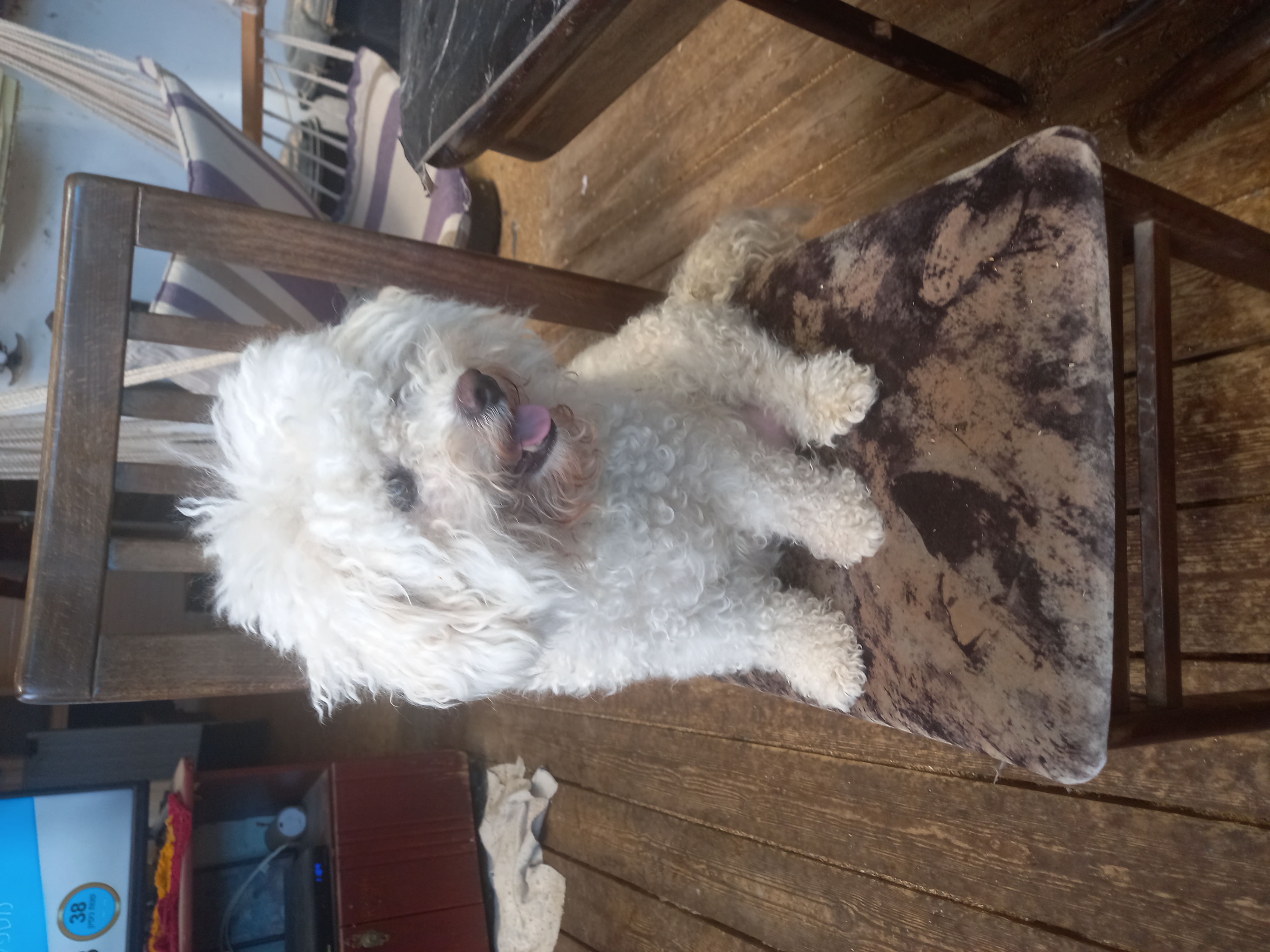תמונה 2 ,כלבים בישון פריזה   יוסי למכירה בגאולים