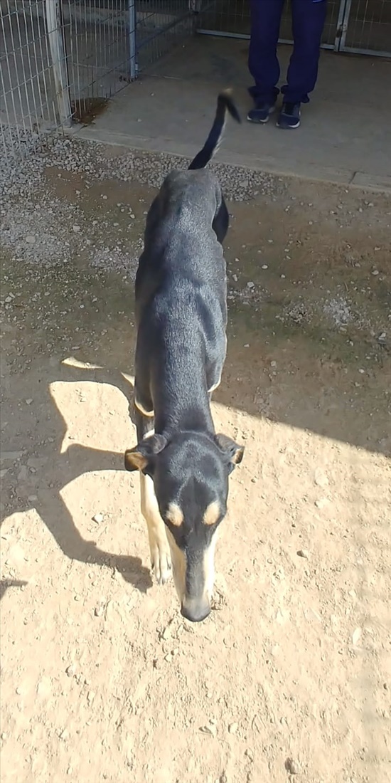 תמונה 1 ,כלבים סאלוקי   סאלוקי למסירה בבאר שבע